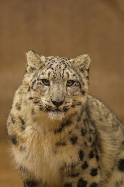 New Mexico, Albuquerque Close-up of snow leopard